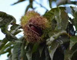植物ヒト型セラミド
